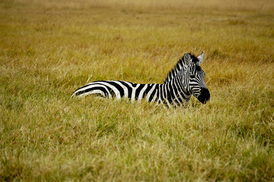 Zebra Resting