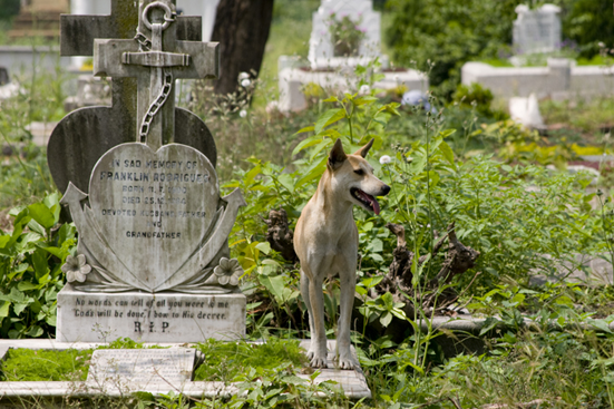 Cemetery Dog